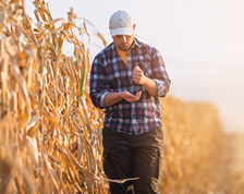 A man in a plaid shirt and ball cap walks along the side of a corn field counting seed in his hands.